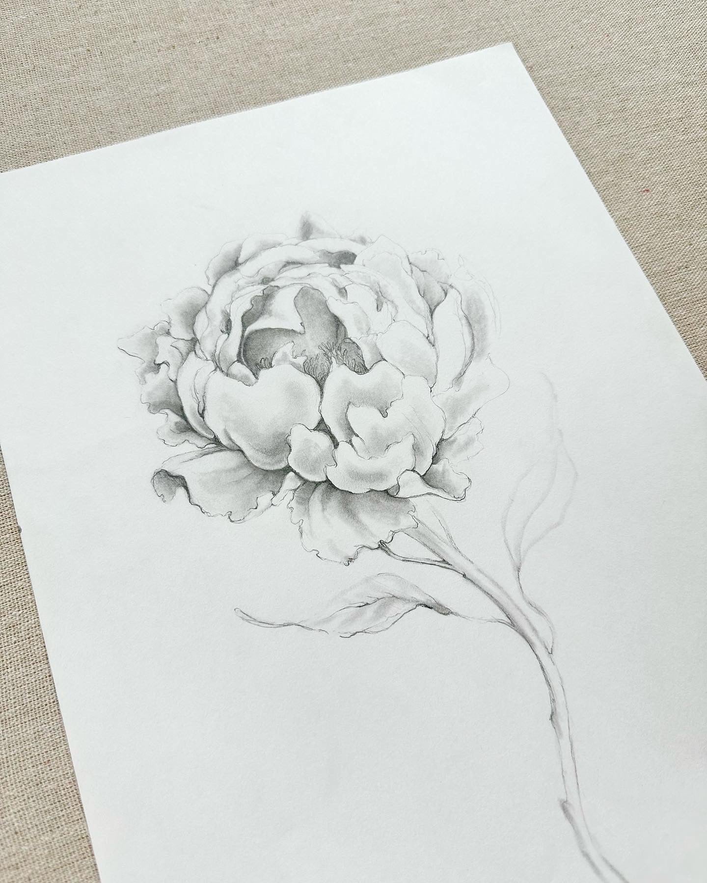 PEONY {white}