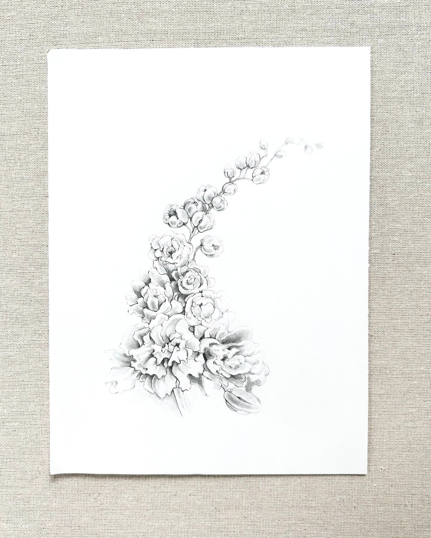 DELPHINIUM {blue}