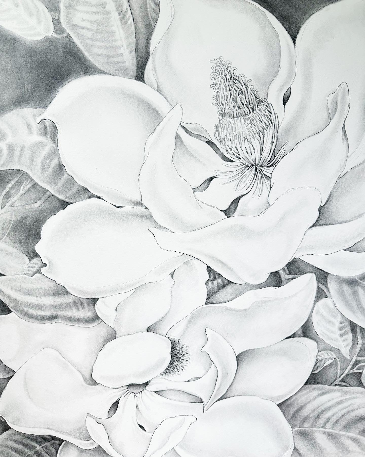 MAGNOLIA SUMMER