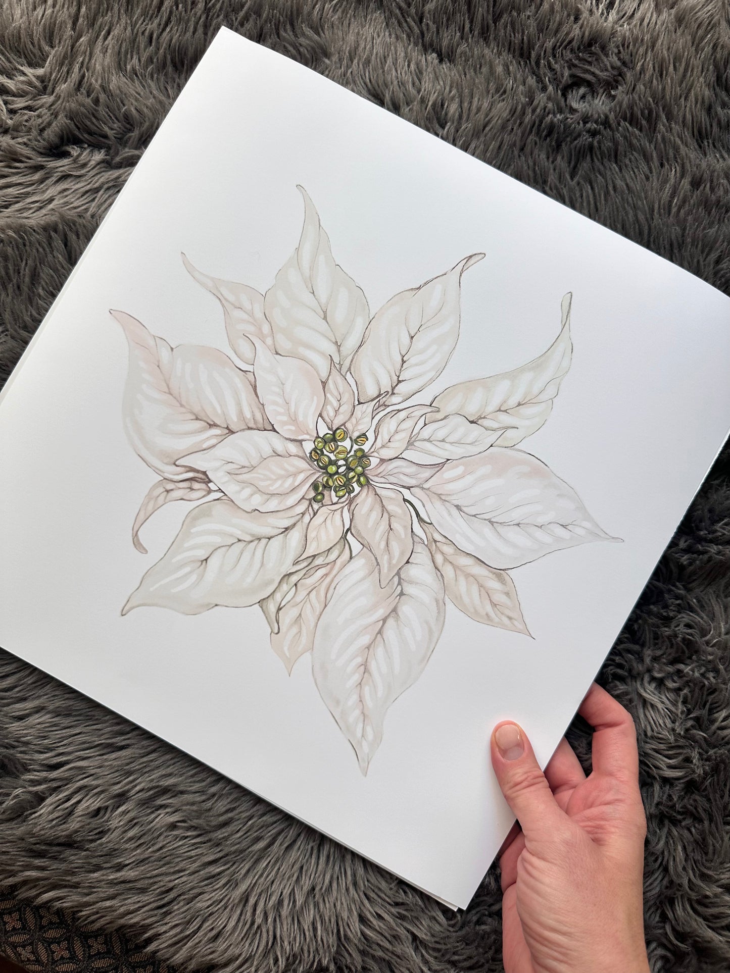 POINSETTIA, ALL IS CALM, Fine Art Print