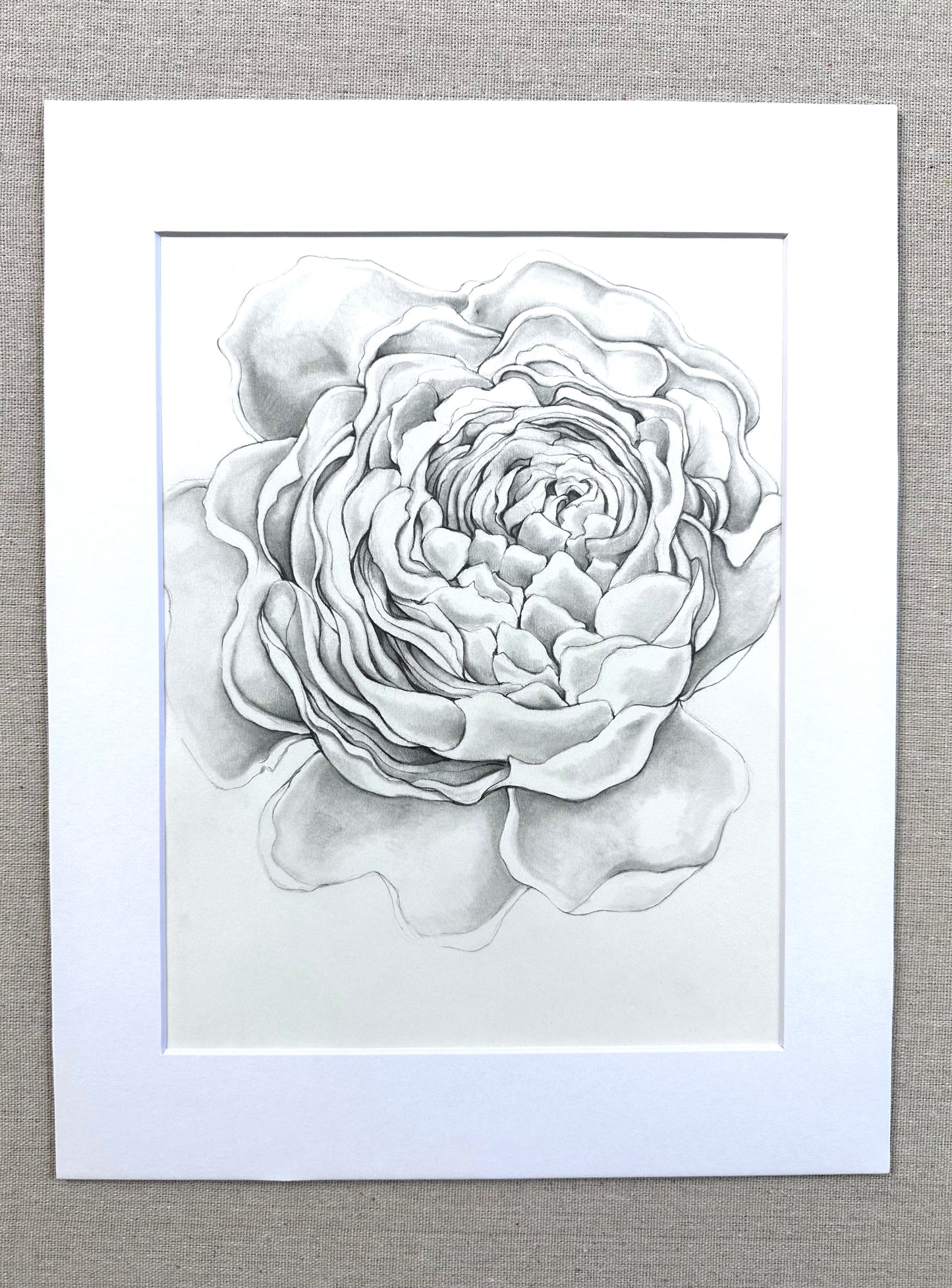 PEONY {blush}