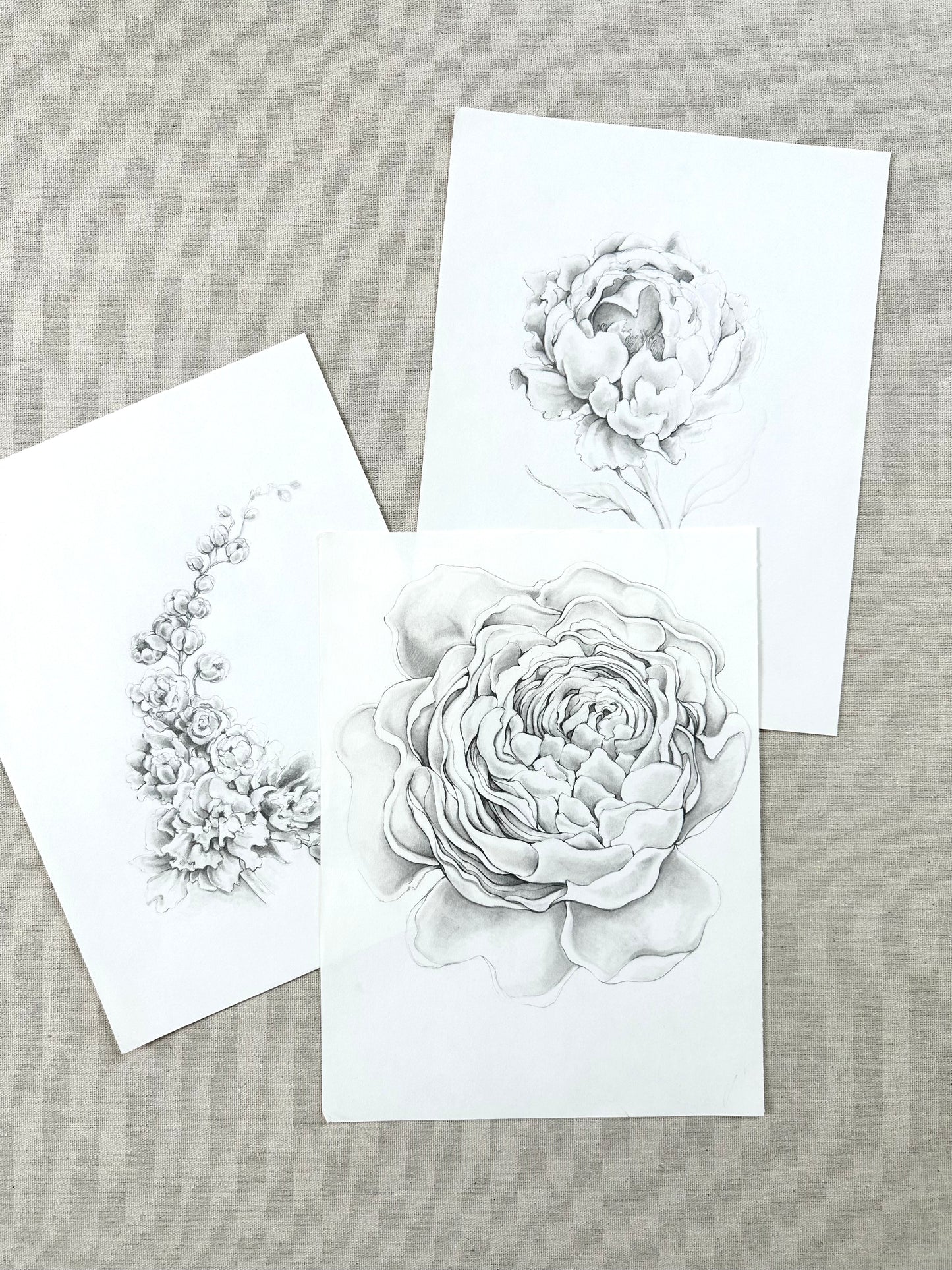 PEONY {blush}