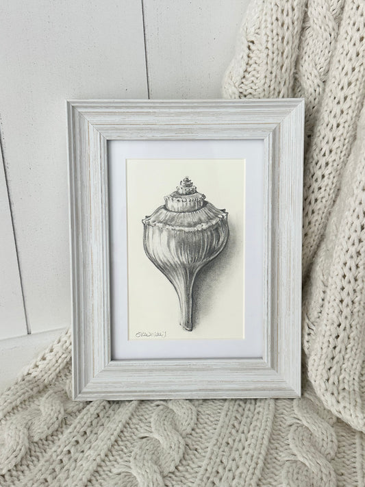 SOLO SEASHELL
